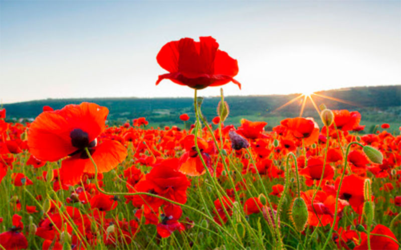 Poppy field