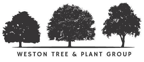 Weston tree and plant group