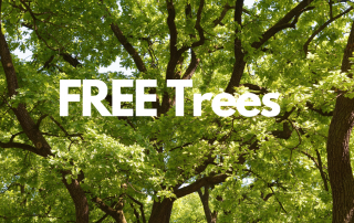 Free trees