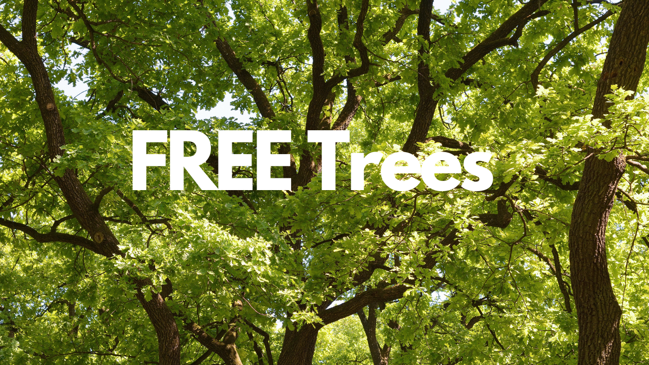 Free trees