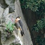 Peregrin falcon quarry 2024 May Penny Broomhall 1
