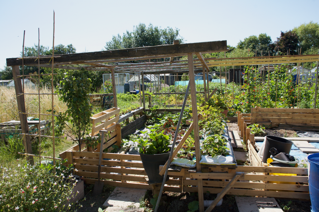 Allotment plot in Weston-super-Mare.