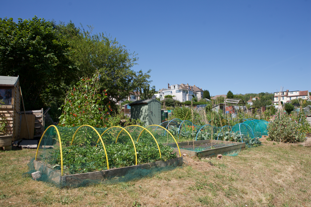 Allotments in Weston-super-Mare.